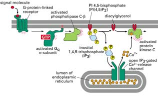 Le proteina chinasi possono entrare nel nucleo e influenzare la trascrizione. Metabolic Responses to Hormone Induced Rise in camp in Various Tissues http://www.ncbi.nlm.nih.