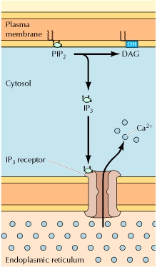 L IP 3 si lega a recettori che sono canali per Ca 2+ a controllo di ligando nella membrane del