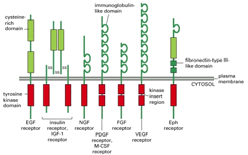 Chinasi ( Kinases ) (1) Trasduzione di segnale RECETTORI AD ATTIVITÀ TIROSINA CHINASICA Le chinasi sono enzimi che usano l ATP per fosforilare molecule all interno della cellula.