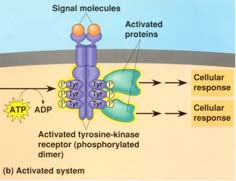 report=objectonly Fosforilazione delle proteine Migliaia di proteine della cellule eucariotiche sono modificate dall aggiunta