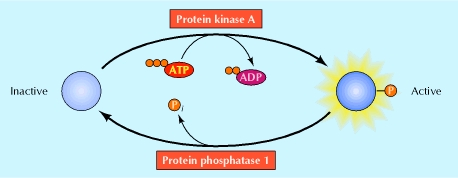 (A) La reazione generale, qui illustrata, si basa sul trasferimento di un gruppo fosfato dall ATP ad una catena laterale di un