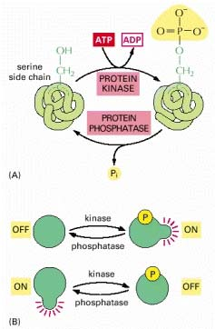 La rimozione del gruppo fosfato è catalizzata da un secondo tipo di enzima, una proteina fosfatasi.