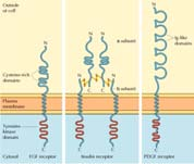 Chinasi ( Kinases ) (2) Le chinasi fosforilano altre proteine all interno della cellula e, mediante le alterazioni conformazionali e di carica elettrica risultanti, le proteine