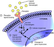 Recettori per le molecole di segnalamento Hanno due funzioni: Si legano ai ligandi (molecole di segnalamento) Trasducono il messaggio della molecola di segnalamento in un a risposta cellulare