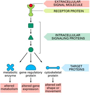 Una via semplice di segnalamento intracellulare attivata da una molecola di segnalamento extracellulare.