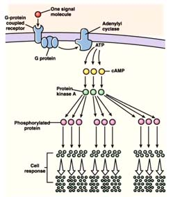 RECETTORI ACCOPPIATI A PROTEINE G Molecole di segnalamento lipofiliche Diffondono attraverso il doppio strato lipidico delle membrane cellulari e si legano a recettori sia nel