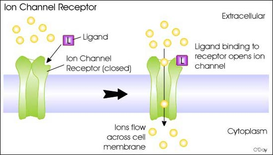 Molecole di segnalamento lipofobiche Non potendo entrare nelle cellule si legano a recettori sulla membrana cellulare delle cellule bersaglio Il tempo di risposta è rapido (millisecondi a secondi).