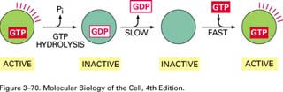 Le proteine che legano il GTP funzionano come degli interruttori cellulari Guanosina trifosfato (GTP) L attività di una proteina che lega il GTP (detta anche GTPasi) di solito richiede la