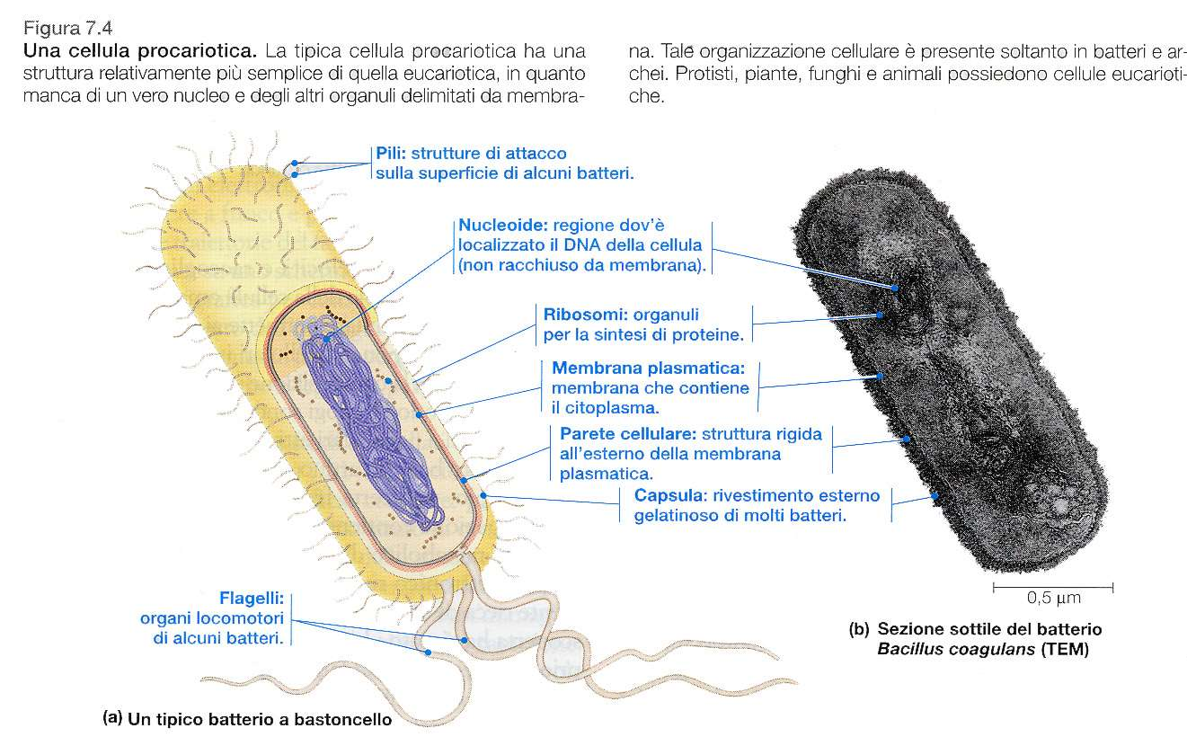 CELLULA