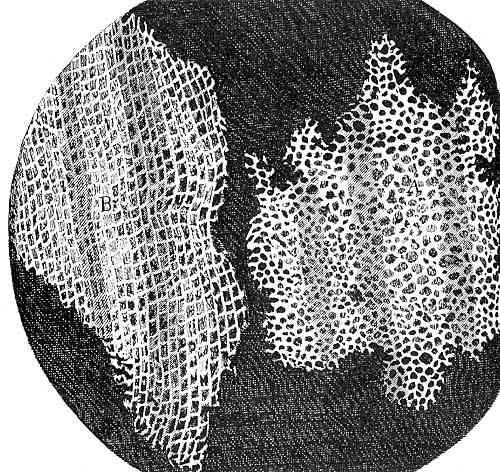 TERMINE CELLULA Fu proposto da Robert Hooke (1665), un