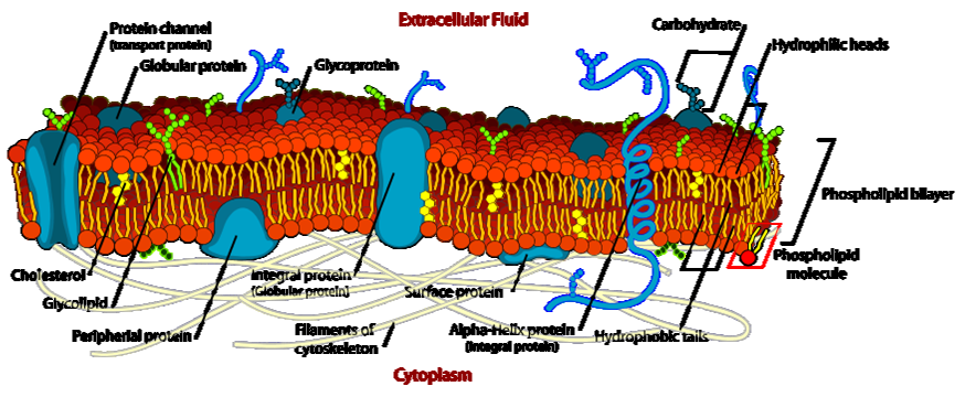 GLICOPROTEINE e GLICOLIPIDI di MEMBRANA I carboidrati (zuccheri) sono legati covalentemente alle proteine e ai