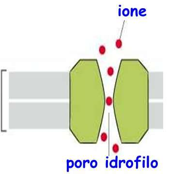 lato della membrana e lo trasportano dall altro lato con un cambiamento conformazionale