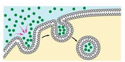 molecole) per entrare o uscire dalla cellula sfruttano