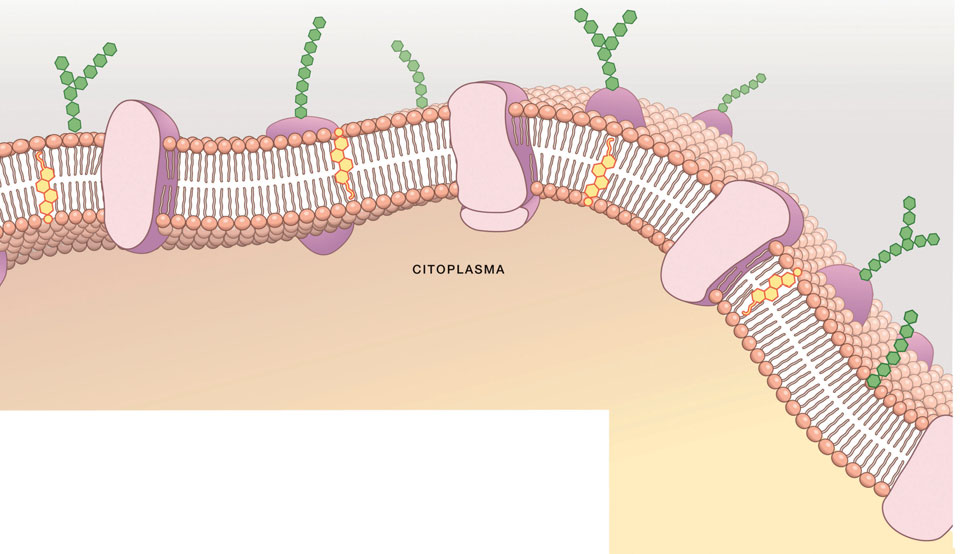 Le molecole di colesterolo disperse tra le code idrofobe dei fosfolipidi regolano la fluidità della membrana plasmatica.