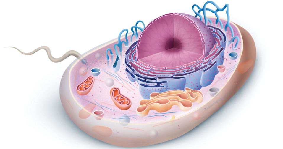 Anche il materiale genetico che nelle cellule procariotiche è semplicemente concentrato in una zona in quelle eucariotiche si trova in un organulo specifico: il nucleo.