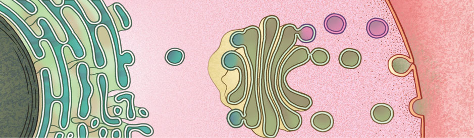Il ruolo fondamentale del reticolo endoplasmatico liscio, invece, è la produzione dei lipidi che sono utilizzati dalle cellule per la costruzione delle membrane.