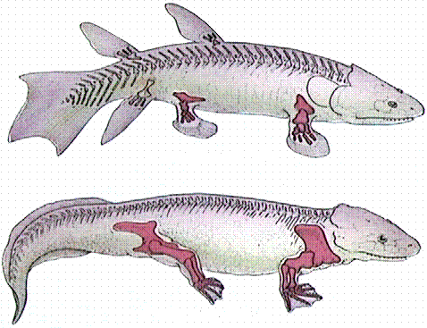 Evoluzione e adattamento - Gli anfibi furono i primi tra i vertebrati a colonizzare la terra, circa 370 milioni di anni fa.