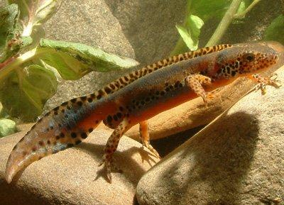 Primo gruppo: Tritoni e salamandre - Hanno un corpo sottile, una lunga coda e quattro zampe; alcune specie presentano branchie esterne, altre sono