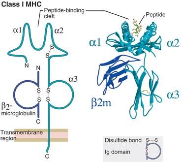 Caratteristiche strutturali delle molecole MHC di classe I 8-11 aa CD8 L espressione stabile delle