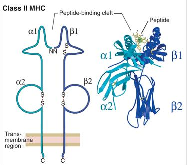 Caratteristiche strutturali delle molecole MHC di classe II 10-30 aa CD4 L espressione stabile delle
