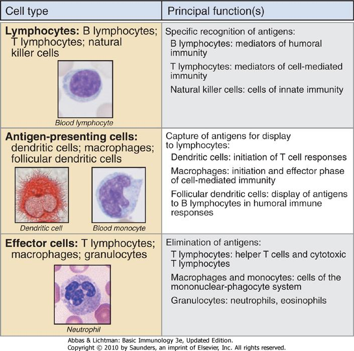 Principali cellule del sistema immunitario Riconoscimento