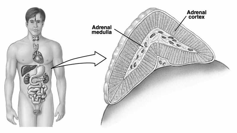 Il surrene Il surrene è un organo pari retroperitoneale situato sul polo superiore di ciascun rene fra l undicesima vertebra toracica e la prima vertebra lombare La GHIANDOLA SURRENALICA è costituita