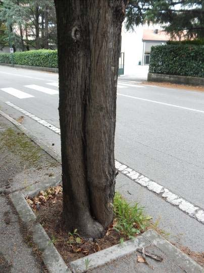 ma legno residuo ancora sufficiente a garantirne la normale stabilità.