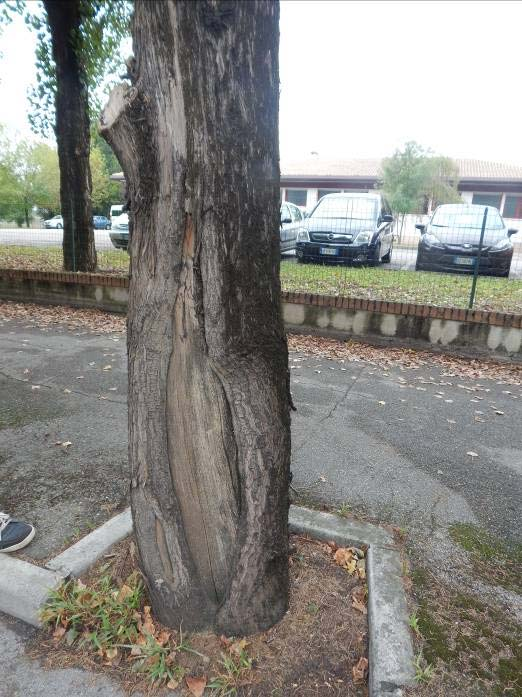 ferita longitudinale alla base del fusto con legno scoperto cariato per ora solo superficialmente. dott. agr. G.