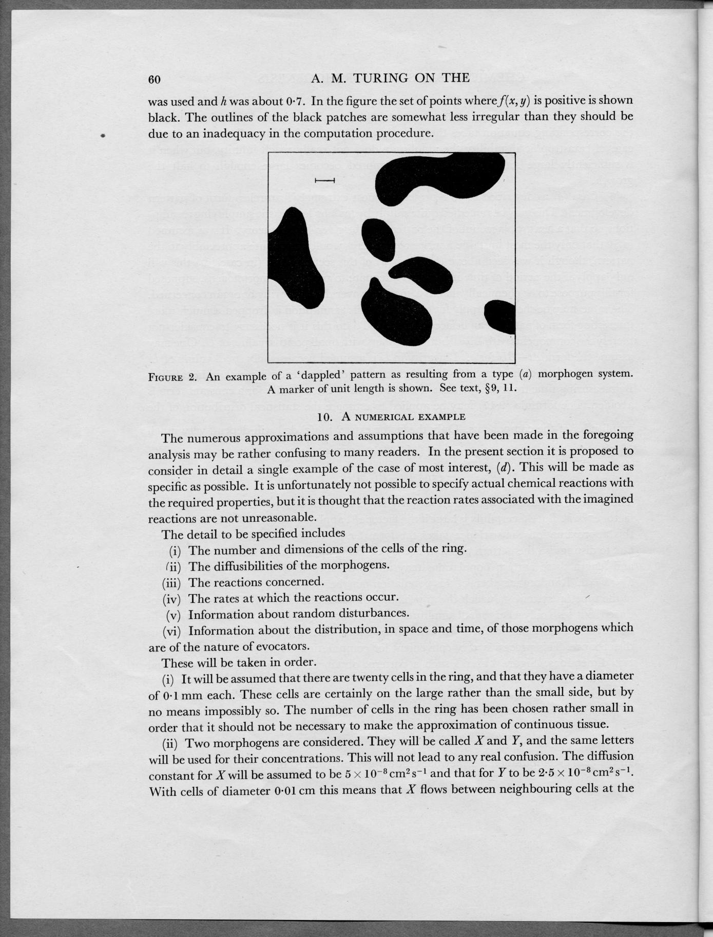 La morfogenesi The chemical basis of morphogenesis, Phil. Trans. of the Royal Soc., Series B, No.