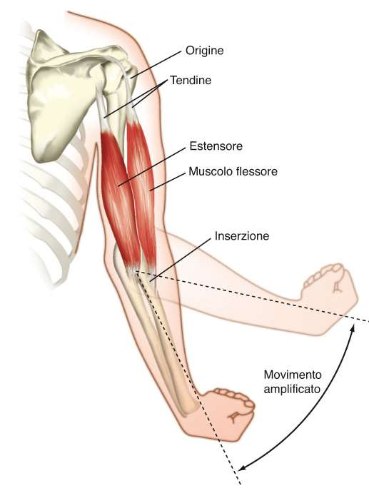muscolo scheletrico muscolo scheletrico (striato volontario, attivato dai motoneruroni α) muscolo cardiaco (striato involontario) muscolo liscio (involontario) i tessuti muscolari sono costituiti da