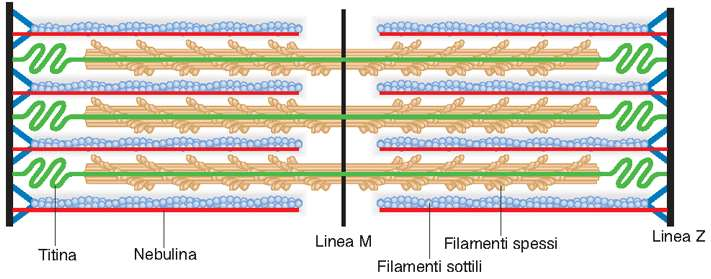 proteine parallele: la titina è una grossa proteina elastica che ancora i filamenti spessi alla stria Z e unisce linea Z ed M la nebulina è una grossa proteina filamentosa che si lega alla stria Z e