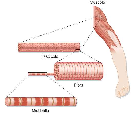 struttura fibre muscolari polinucleate allungate; diametro 10-100 μm, lunghezza variabile