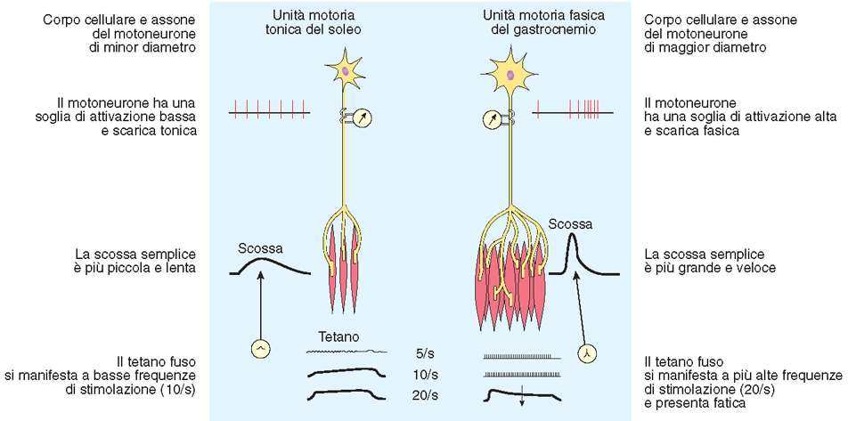unità motorie ogni neurone innerva un numero limitato di fibre, tutte dello stesso tipo i muscoli fasici hanno unità motorie più