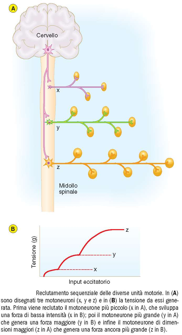 reclutamento sequenziale il movimento si presenta continuo anche se singoli motoneuroni generano tetani incompleti un motoneurone è tanto più eccitabile quanto più è piccolo il corpo cellulare: