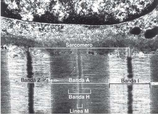miofibrille in parallelo, diametro 1 nm