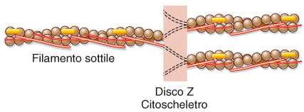 citoscheletro intramiofibrillare la proteina CapZ e l α-actinina ancorano il filamento sottile (F-actina) alla stria Z: disposizione esagonale dei filamenti
