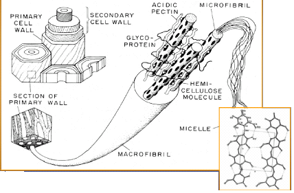 STRUTTURAGERARCHIZZATA (dallacellulosa) Leprincipalicaratteristichedellestrutturegerarchizzatesonolacostruzionedellastrutturadalla ripetizionediunitàcellulari( dalbasso