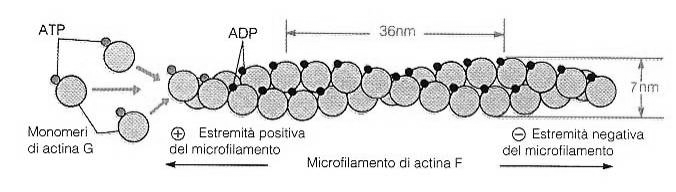 Microfilamenti di actina: assemblaggio ISTOLOGIA UNIPG Monomeri di