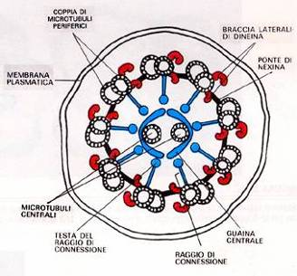 ME ISTOLOGIA