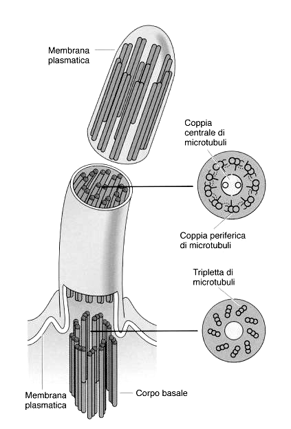 Struttura del