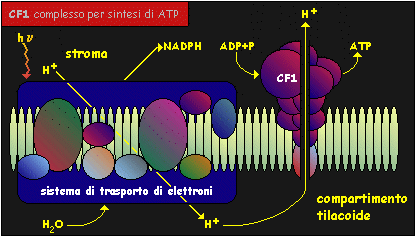 Fotofosforilazione E' la sintesi di ATP mediata dalla luce.