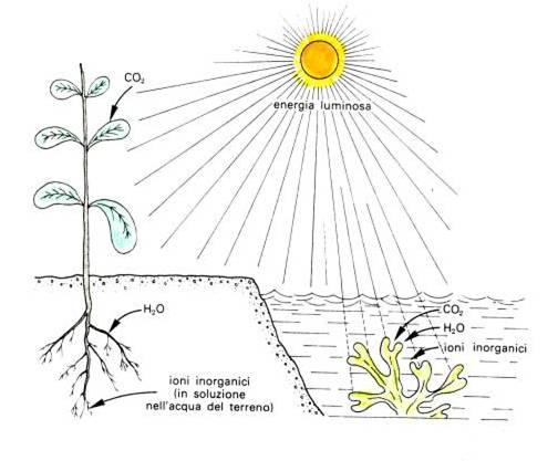 Caratteristiche degli organismi vegetali -Metabolismo vincolato all acquisizione di energia luminosa - Sono eterotermi CO 2 + H 2