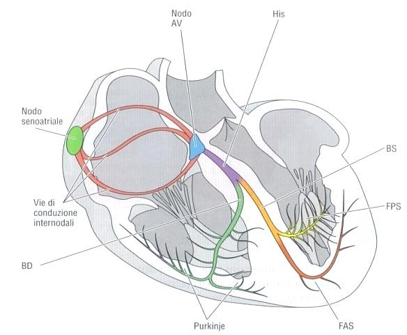 Origine e Percorso dello stimolo elettrico L impulso origina Subisce un rallentamento per consentire completamento della depolarizzazione atriale Depolarizza le cellule atriali dando origine all onda