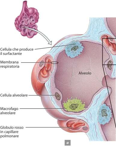Gli organi dell apparato respiratorio inferiore Ogni alveolo