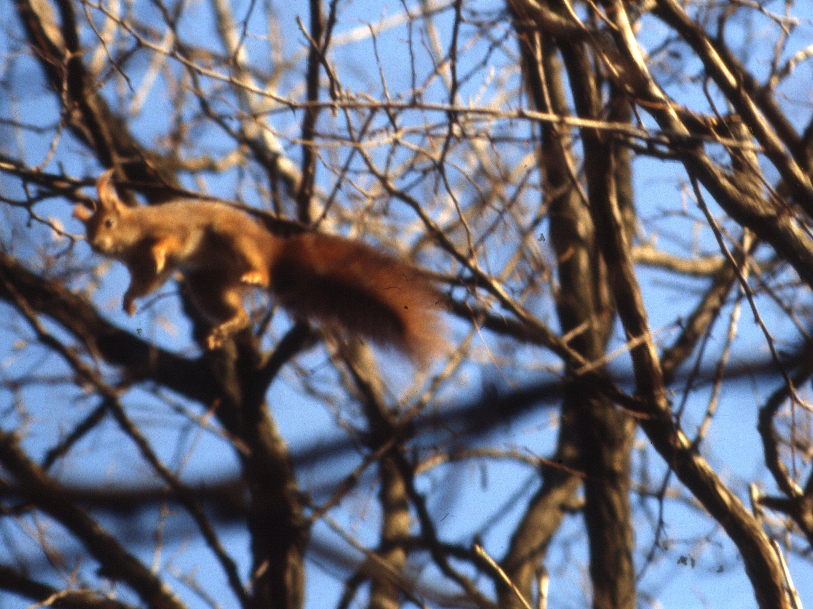 Lo scoiattolo è l acrobata del bosco.