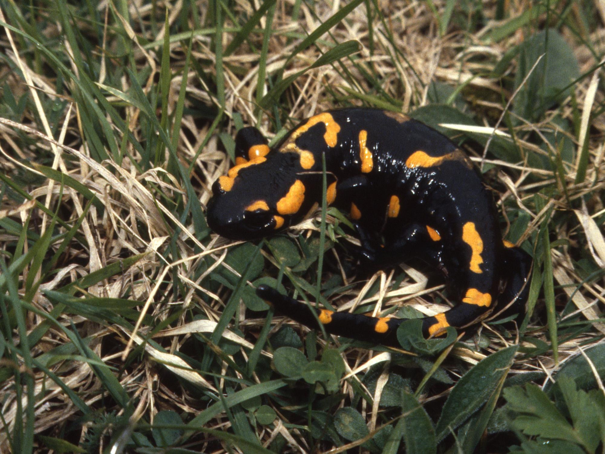 La salamandra pezzata ha una vistosa colorazione,