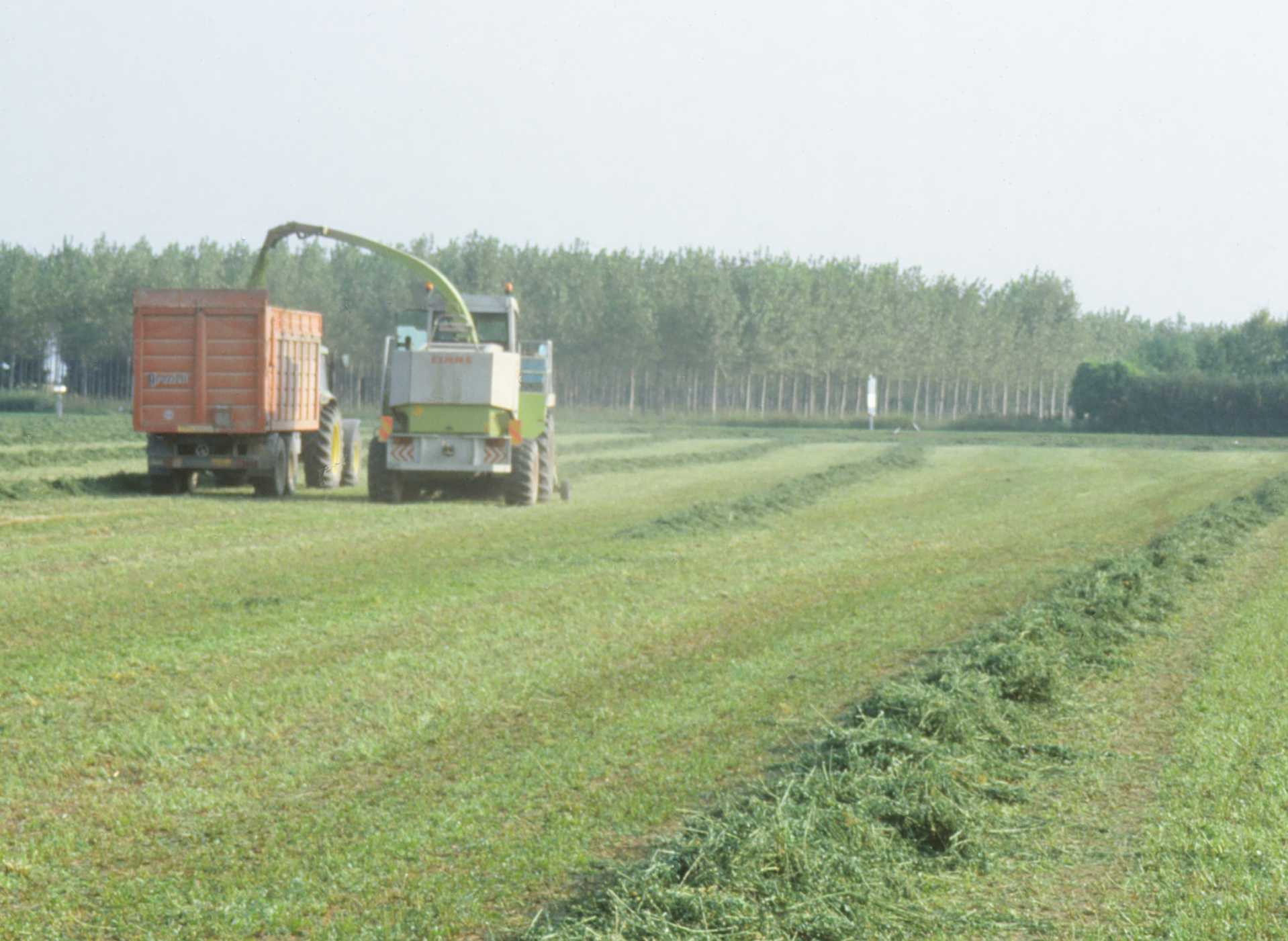 Costi della proteina da erba medica di