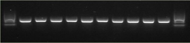identificazione molecolare tramite PCR.