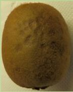 Cadophora luteo - olivacea (J.F.H. Beyma) T.C. Harr. & McNew 2003 : agente eziologico dello «skin pitting» su kiwi.