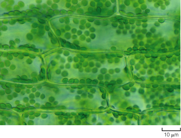 CLOROPLASTI I proplastidi esposti alla luce si differenziano in cloroplasti di colore verde a causa della presenza di un pigmento
